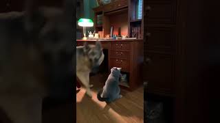 Big Dog vs Cat 🐶🐱 | Realistic 10-Second Battle of Pride