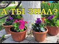 ЧТО ДЕЛАТЬ  в цветнике в ИЮНЕ?🌷🌹🌷 🌹🌷