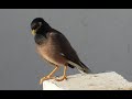 طائر المينا بالعين السخنة Mynah Bird 
