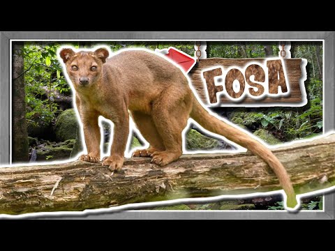 Video: Fossa (animal): descripción, foto, estilo de vida en la naturaleza