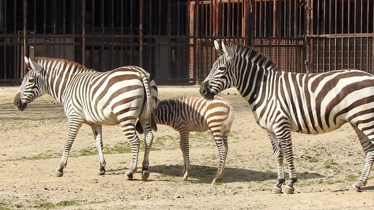 年2月に生まれたシマウマの赤ちゃん ウララ とべ動物園にて Youtube 年2月に生まれたシマウマの赤ちゃん ウララ とべ動物園にて Youtube