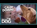 Aggressive Labradors Endanger Newborn! | It's Me or the Dog