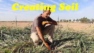 Creating Soil in the Desert | Sorghum Behind Pigs