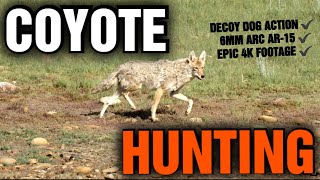 SUMMER COYOTE SMACKDOWN | DECOY DOG ACTION | 6MM ARC | 2023