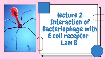 Bacteriophage lambda | Lecture 2: Interaction of phage with E.coli receptor LamB