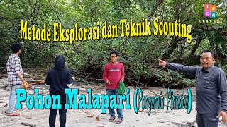 Metode Eksplorasi dan Teknik Scouting Pohon Malapari Pongamia Pinnata