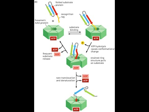 Путь от РНК к белку