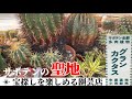 【グランカクタス】サボテンの聖地に初訪問！塊根植物【多肉植物】全般すべてが揃う場所をご覧ください！