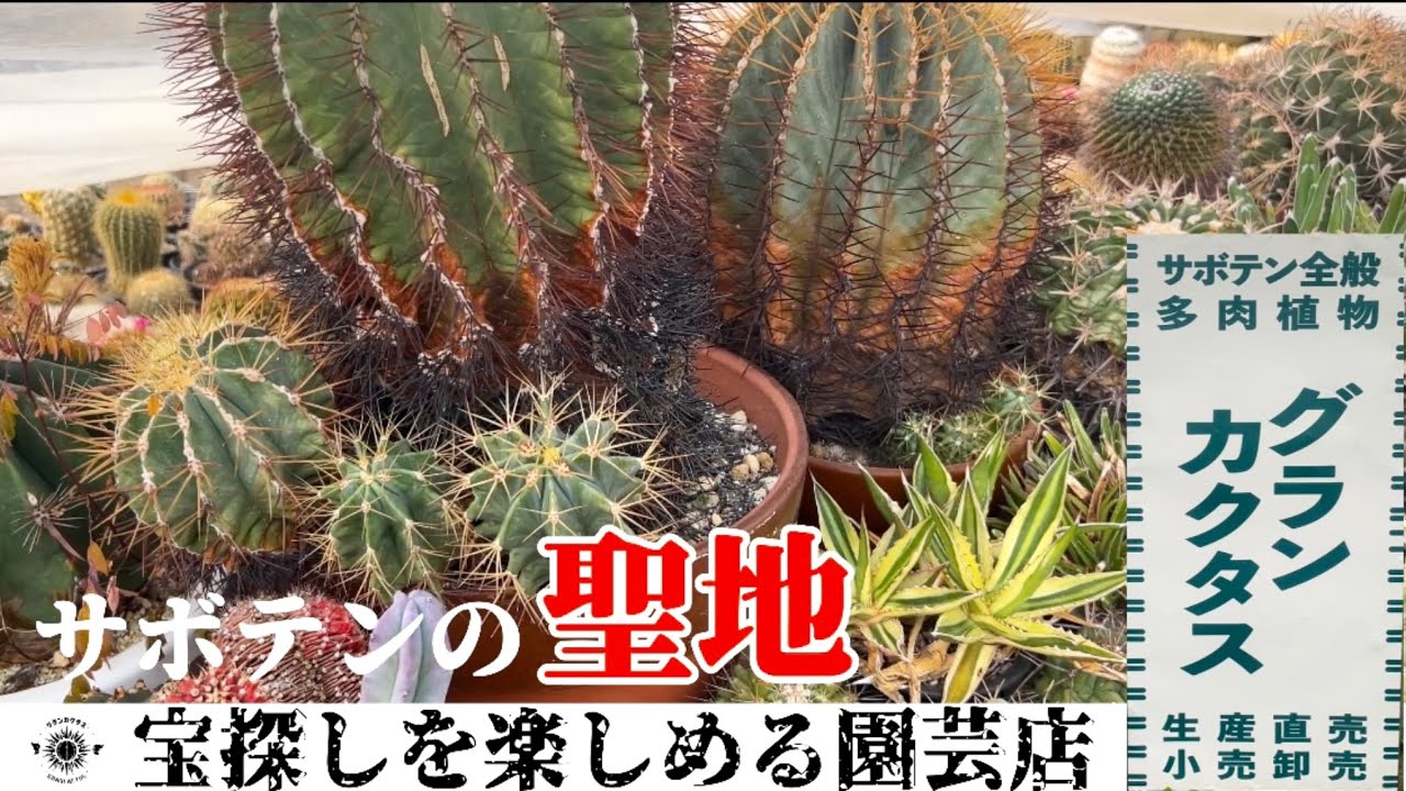 【グランカクタス】サボテンの聖地に初訪問！塊根植物【多肉植物】全般すべてが揃う場所をご覧ください！