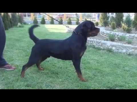 JUMBO FLASH ROUSE (Uzi Flash Rouse x Ema Flash Rouse) - YouTube