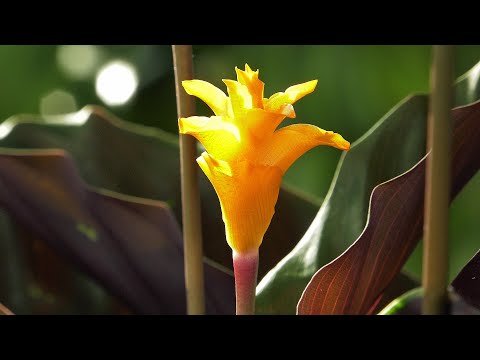 Wideo: Calathea Crocata (25 Zdjęć): Pielęgnacja Kwiatu W Domu, Przesadzanie Kalatei Szafranowej Po Zakupie I Rozmnażaniu. Dlaczego Jej Liście Wysychają?