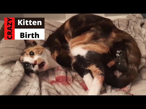 Cat Giving Birth To Kittens Beautiful Kittens Being Born