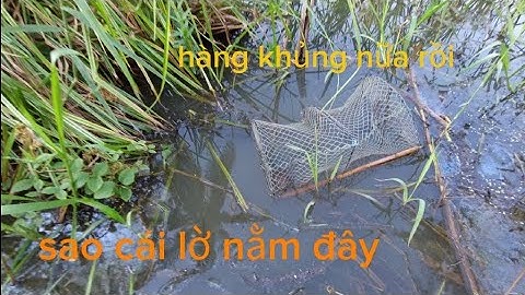 Thăm lờ cá rập cảnh này là phái liền ( săn bắt Kiên Giang )