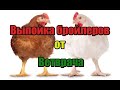 🔥🔥🔥Лучшая пропойка для бройлеров🐔 от главного Ветврача👴 крупной птицефабрике🐥!! Лучшая выпойка!!