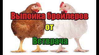 🔥🔥🔥Лучшая пропойка для бройлеров🐔 от главного Ветврача👴 крупной птицефабрике🐥!! Лучшая выпойка!!