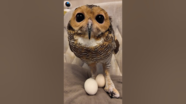 Bibib sudah Dewasa dan bisa bertelur sekarang!😅🦉#funnyanimals #funnyvideo #cute #funny #funnypets