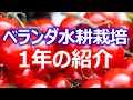 初心者が簡単自作でミニトマトのベランダ水耕栽培（大葉・バジルなど1年の結果）