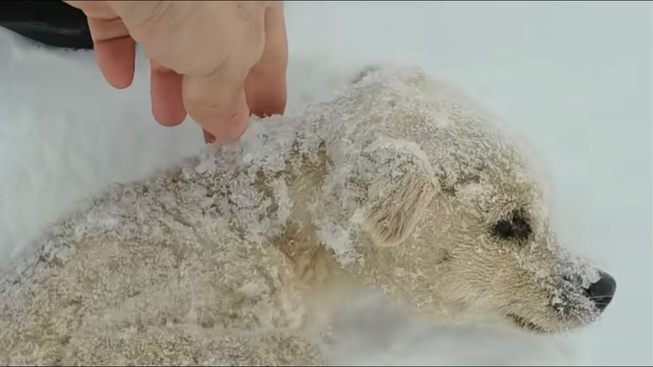 Он замерз в снегу… Пока незнакомец не остановил его и не изменил его жизнь навсегда.