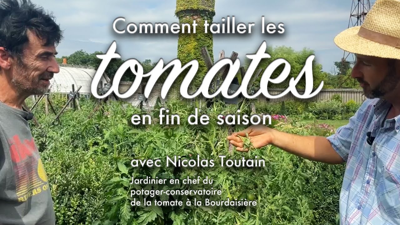 La taille des tomates en fin de saison.