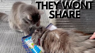 Cats Argue Over Catnip & Easter Egg Hunt