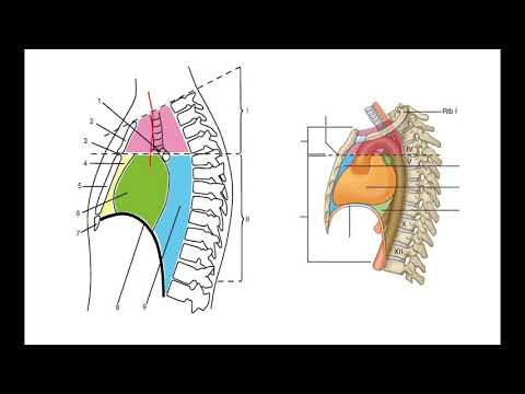 Анатомия  | Топография средостения