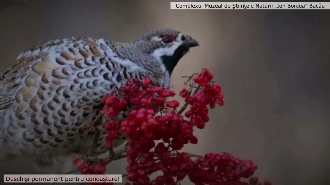 EXPONATUL LUNII IANUARIE 2026 LA MUZEUL DE ŞTIINŢELE NATURII BACAU Ierunca (Tetrastes bonasia)