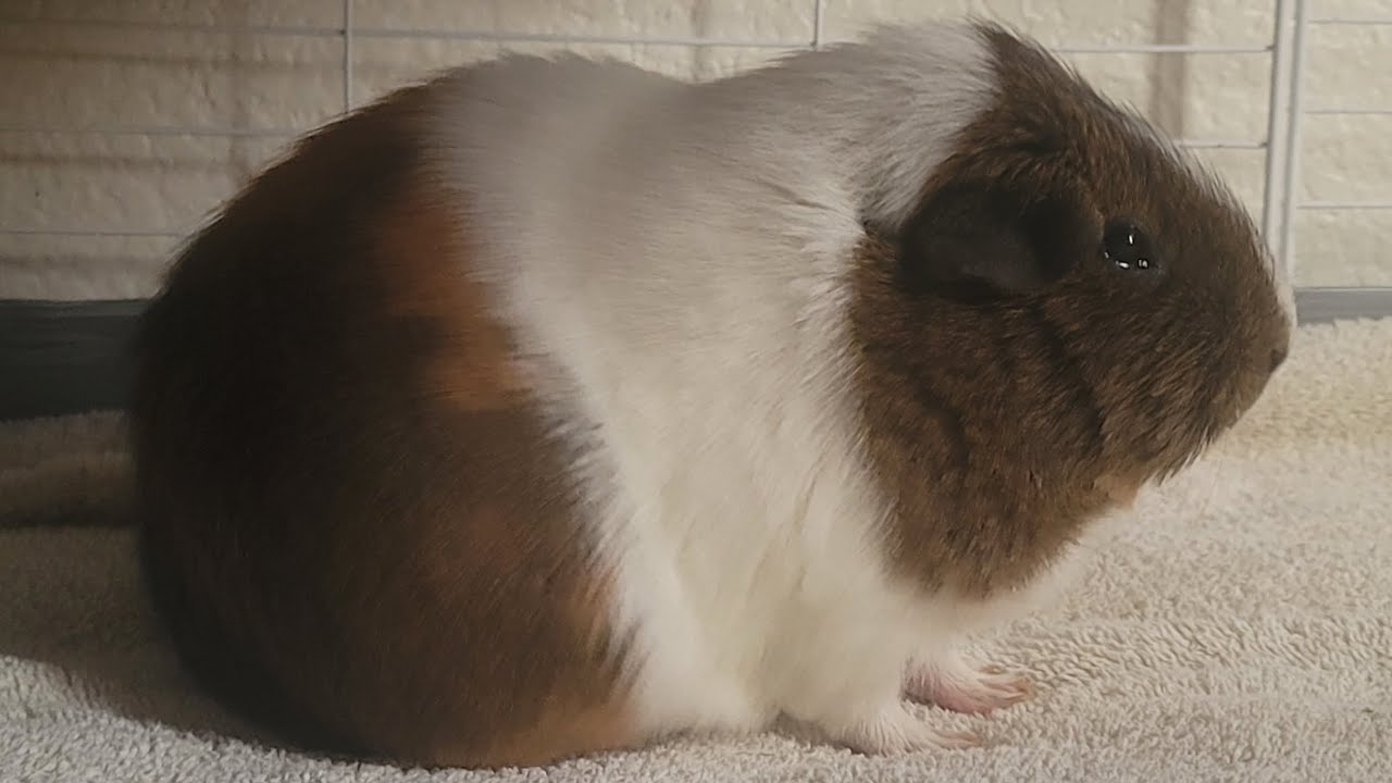 When Guineapigs get cold