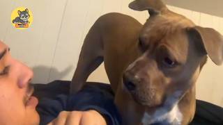 This Pitbull Was on the Euthanasia List…Until He Gave Me a Side-Eye