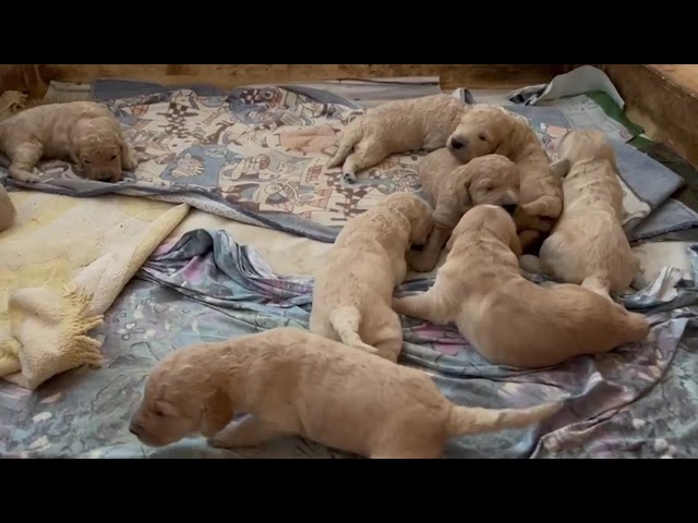 Morgentraining in der Hundestube