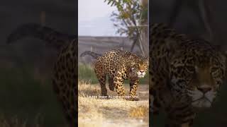 Fakta unik Jaguar #Animal#Nature#Viral#Jaguar#Karnivora