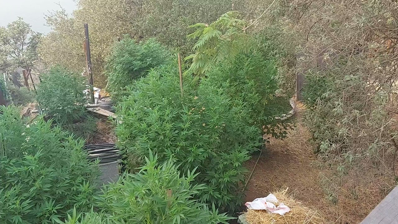 update on the outdoor  grow in NorCal 2021