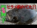 【知多半島】新舞子マゴチ、ヒラメはまだいける？