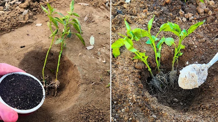 Put THIS in Your Pepper Planting Hole and Watch Them EXPLODE with Growth!