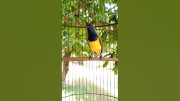 burung sogon ngalas gacor