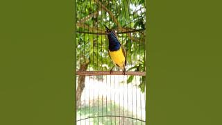 burung sogon ngalas gacor