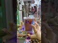 This Claw Machine Is Totally Insane Part 103 #clawmachine #arcade #prize