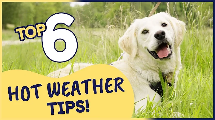 Top 6 Tips to Help Keep Your Dog Cool in Hot Weather - DayDayNews
