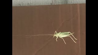 Details Grasshopper thread News