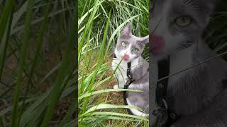 Kedimiz; “Bahar geldi, gezmek benim de hakkım.” dedi