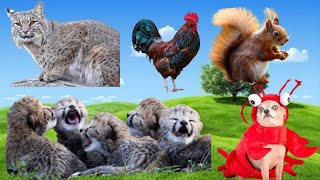 Cute little animals -  Dog, cat, chicken, elephant, cow, tortoise  - Animal sounds