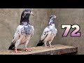 Salara  kanto wala teddy pair number 72  ch sakhi muhammad bhatti pigeons