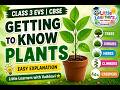 🌱 Getting to Know Plants | Class 3 EVS | CBSE | Easy Explanation | Little Learners with Vaibhavi