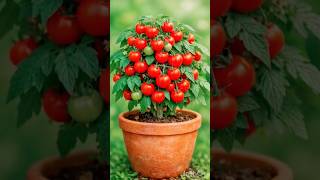 This Tomato Plant Is OVERFLOWING with Tomatoes! 🍅 You Won’t Believe This Crazy Growth! #shorts​​