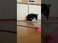 【子猫時代】何度見ても癒やされるもんたの狩り
