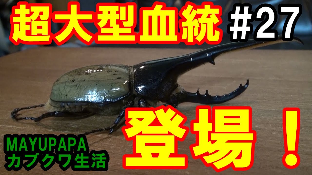 昆虫標本 超大型血統ヘラクレスオオカブト雄163mm 美形 ブリードルームの主がやってきた！超大型血統ヘラクレス・ヘラクレス