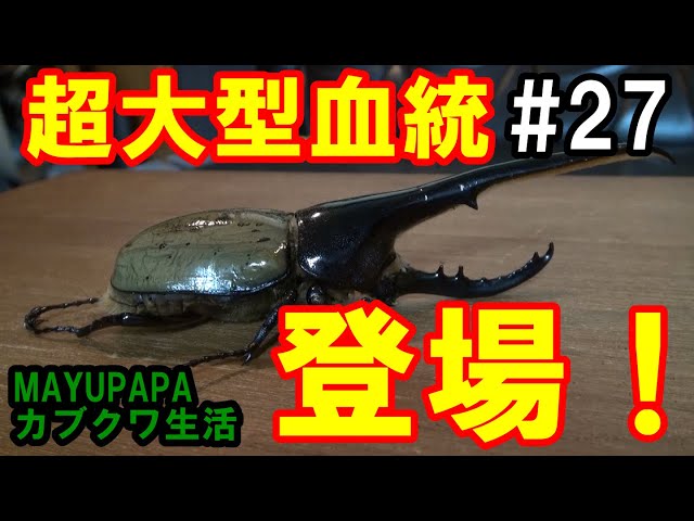 ブリードルームの主がやってきた！超大型血統ヘラクレス・ヘラクレス