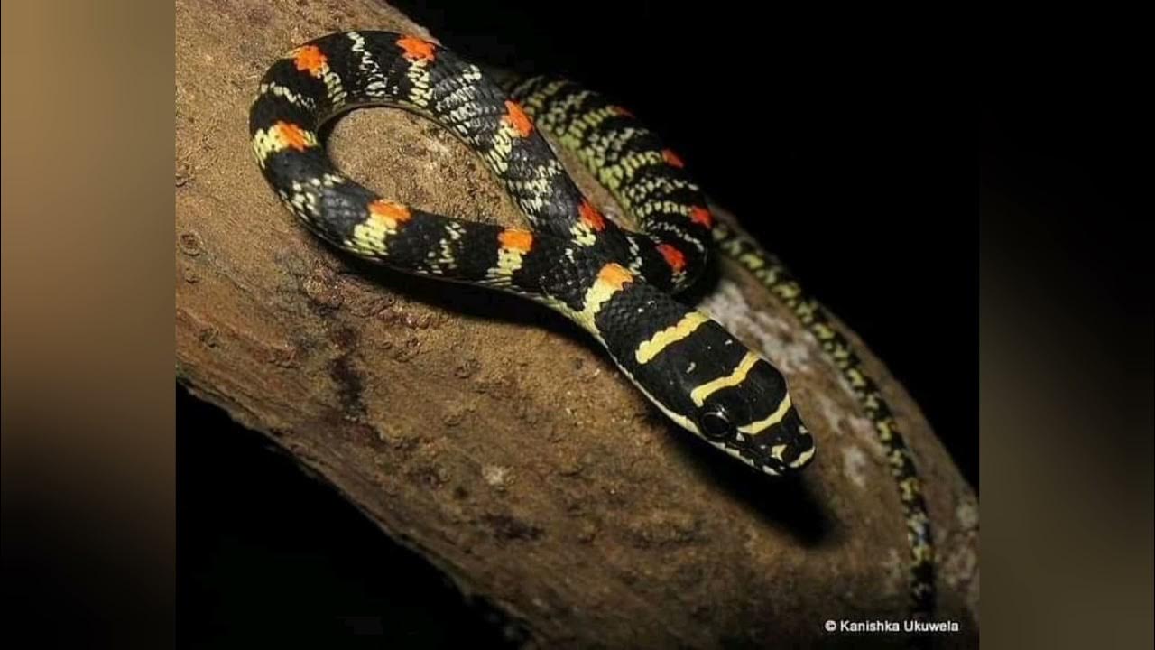 Chrysopelea Ornata