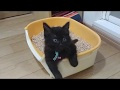 ★保護猫★あずきのトイレ