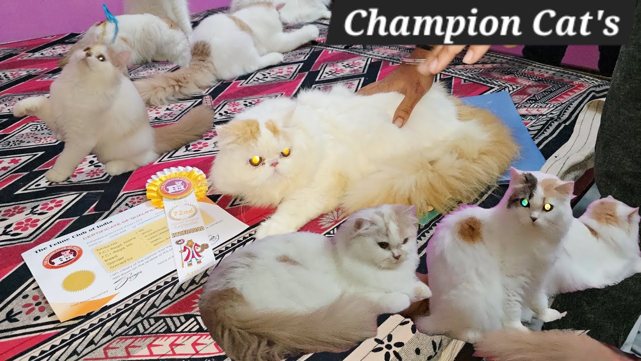 Punch face Persian kittens & import breedline cat's available in Hyderabad | champion cat's in Hyd