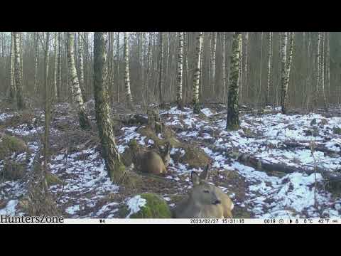 The best Roedeer video I ever filmed whit a trail camera, filmed 2023-02-27